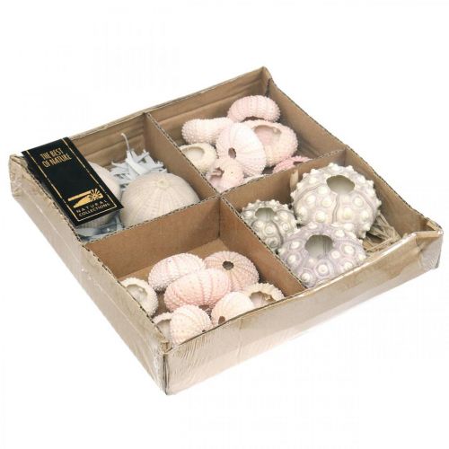 Floristik24 Decorazione marittima mix di ricci di mare rosa, bianco, verde, scatola da 20 pezzi