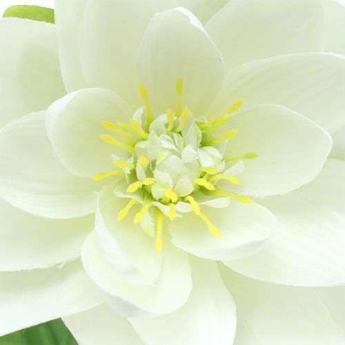 Floristik24 Ninfea bianca 75 cm