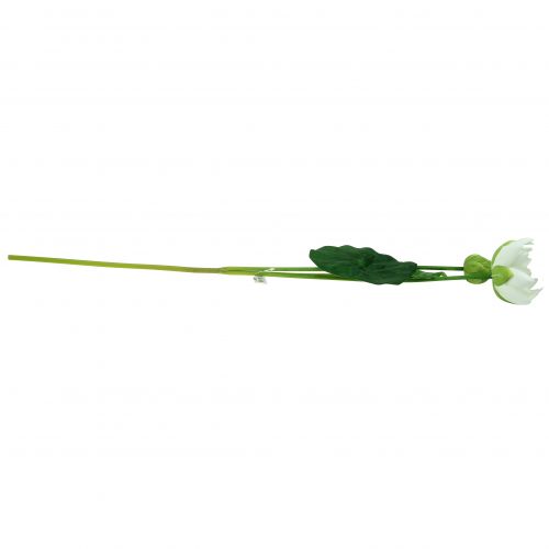 Floristik24 Ninfea bianca 75 cm