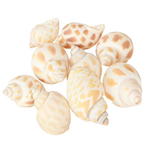 Prodotto Lumache di mare conchiglie naturali marine 2–4 cm 300 g