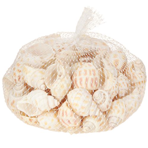 Prodotto Lumache di mare conchiglie naturali marine 2–4 cm 300 g