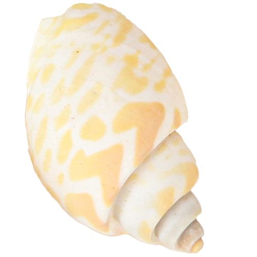 Prodotto Lumache di mare conchiglie naturali marine 2–4 cm 300 g