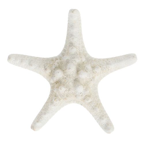 Stella Marina 9cm - 11cm bianca 20 pz