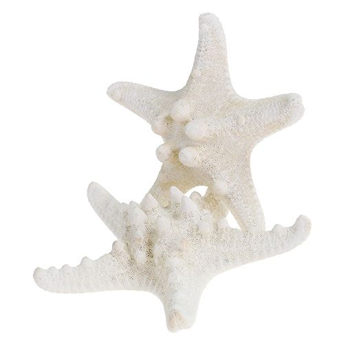 Floristik24 Stella Marina 9cm - 11cm bianca 20 pz