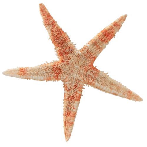 Prodotto Stella marina decorazione naturale colori naturali marittimi Ø6,5–8cm 100 pz