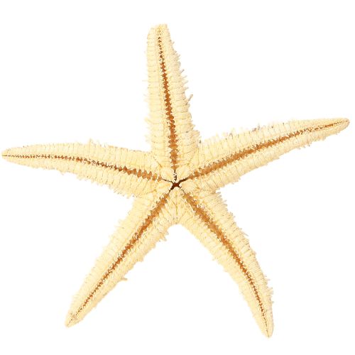 Prodotto Stella marina decorazione naturale colori naturali marittimi Ø6,5–8cm 100 pz