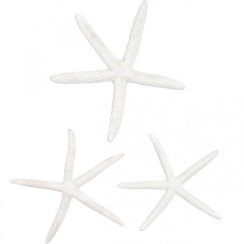 Floristik24 Decoro stella marina bianco, oggetti naturali, decoro marittimo 10-12cm 14p