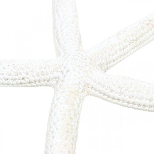 Prodotto Decoro stella marina bianco, oggetti naturali, decoro marittimo 10-12cm 14p