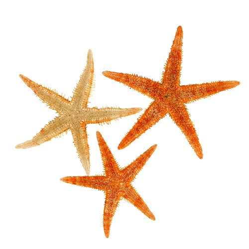 Floristik24 Stelle marine essiccate 8 cm - 10 cm 10 pz