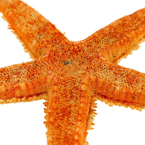 Floristik24 Stelle marine essiccate 8 cm - 10 cm 10 pz
