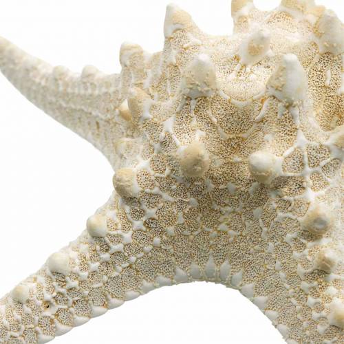 Floristik24 Stella Marina naturale 12-16 cm 8 pz