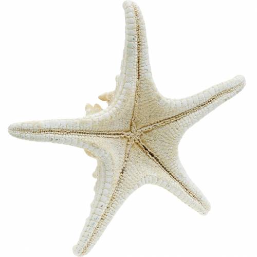 Floristik24 Stella Marina naturale 12-16 cm 8 pz