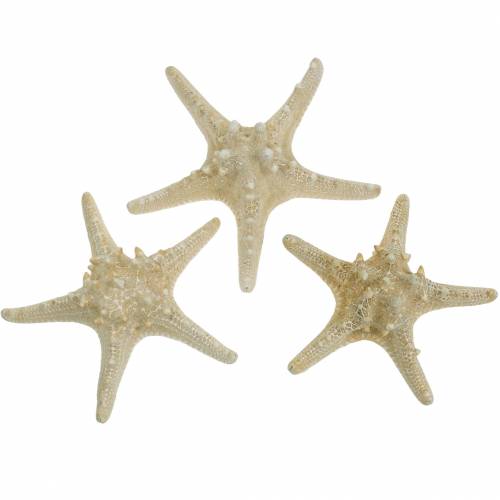 Floristik24 Starfish natura 12-16 cm 8 pezzi