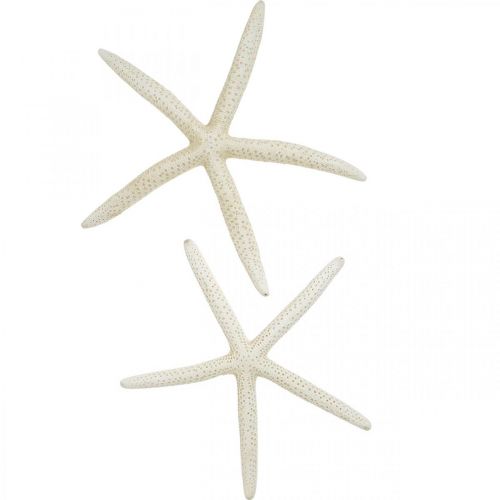 Floristik24 Decorazione stella marina bianca, decorazione mare 15-17 cm 10 pz