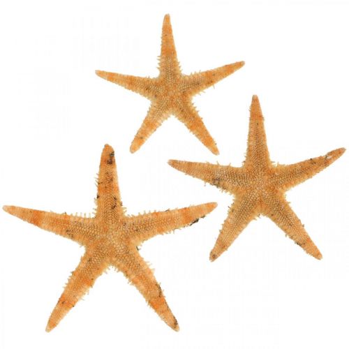 Floristik24 Decorazione a dispersione di stelle marine decorazioni per la casa mini stelle marine natura 2-4 cm 50 p