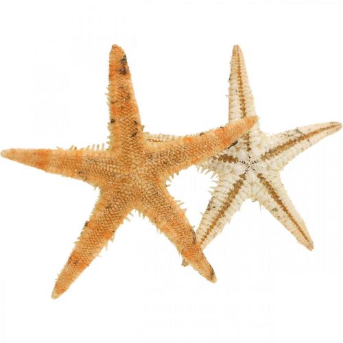 Prodotto Decorazione a dispersione di stelle marine decorazioni per la casa mini stelle marine natura 2-4 cm 50 p