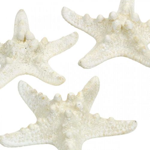 Prodotto Decorazione stella marina bianca, stella marina essiccata per artigianato 7-11cm 15p