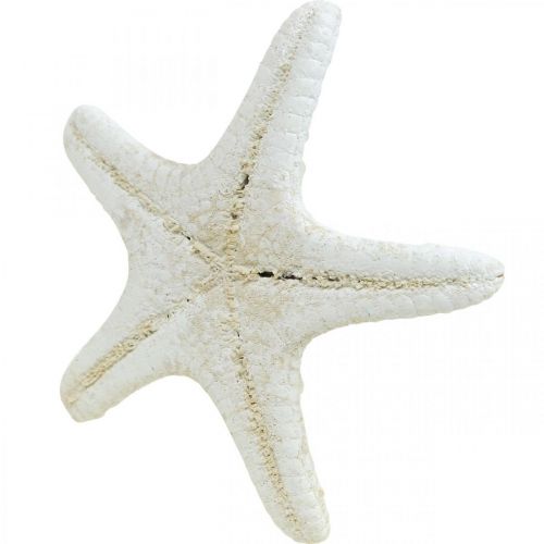 Prodotto Decorazione a forma di stella marina bianca, stelle marine essiccate per artigianato 7-11 cm 15 pezzi