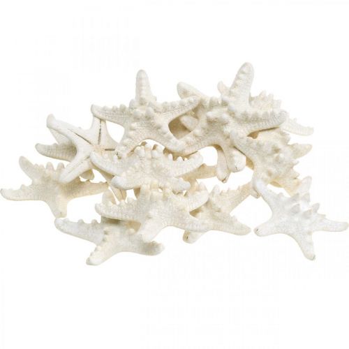 Prodotto Decorazione a forma di stella marina bianca, stelle marine essiccate per artigianato 7-11 cm 15 pezzi