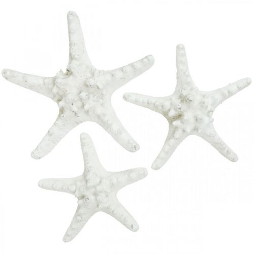 Prodotto Decorazione stella marina grande stella marina essiccata bianca tempestata 15-18 cm 10 pz