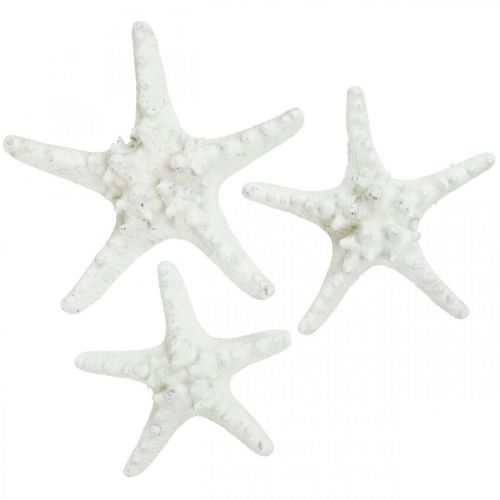 Floristik24 Decorazione stella marina grande stella marina essiccata bianca tempestata 15-18 cm 10 pz