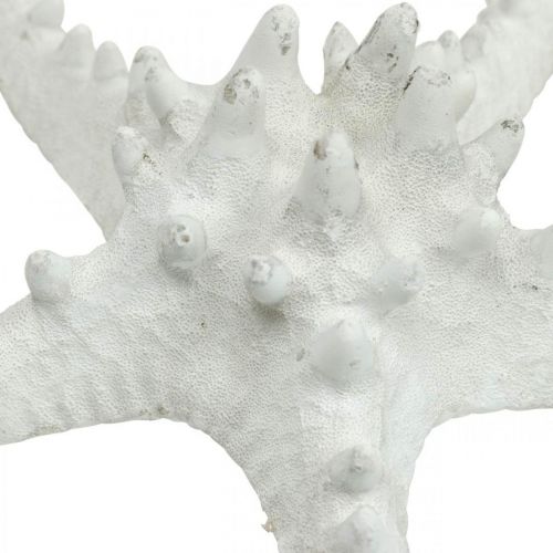 Prodotto Decorazione stella marina grande stella marina essiccata bianca tempestata 15-18 cm 10 pezzi