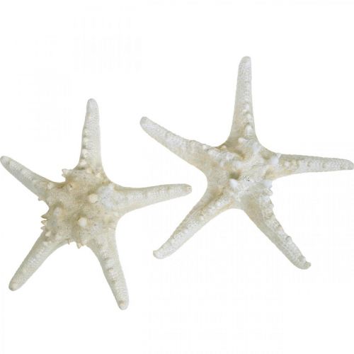 Stella marina deco grande stella marina con nodo bianco essiccato 19-26 cm 5 pezzi