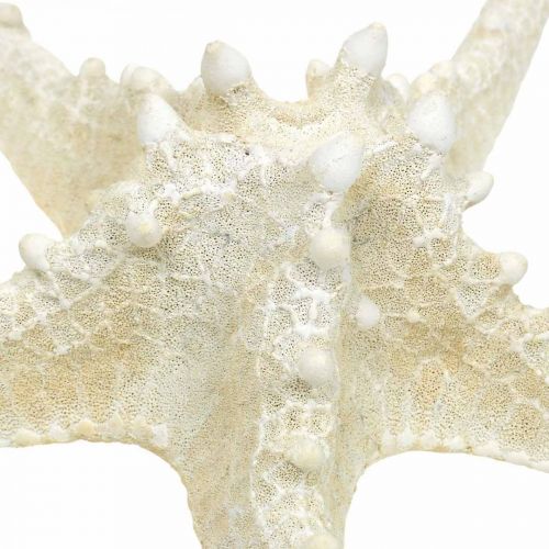 Prodotto Stella marina deco grande stella marina con nodo bianco essiccato 19-26 cm 5 pezzi