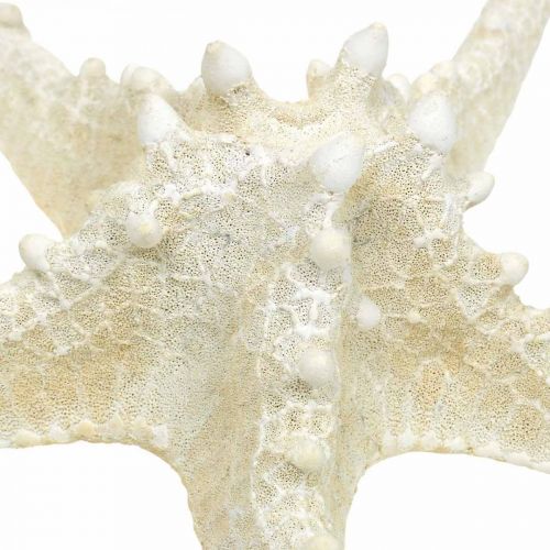 Prodotto Stella marina decorativa grande stella marina tempestata di bianco essiccato 19-26 cm 5 pz