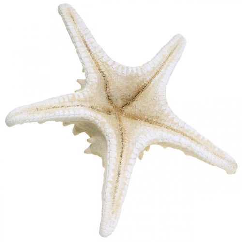 Prodotto Stella marina decorativa grande stella marina tempestata di bianco essiccato 19-26 cm 5 pz