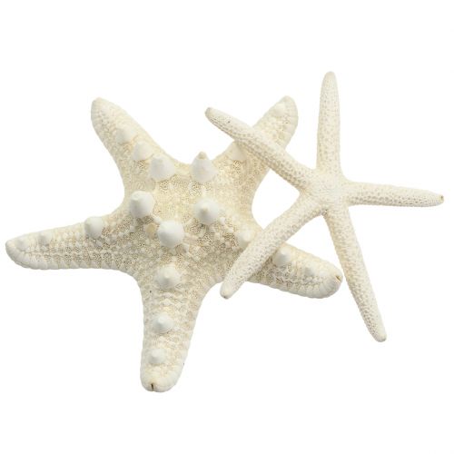 Crema di stelle marine 8 cm - 10 cm 8 pezzi-830112