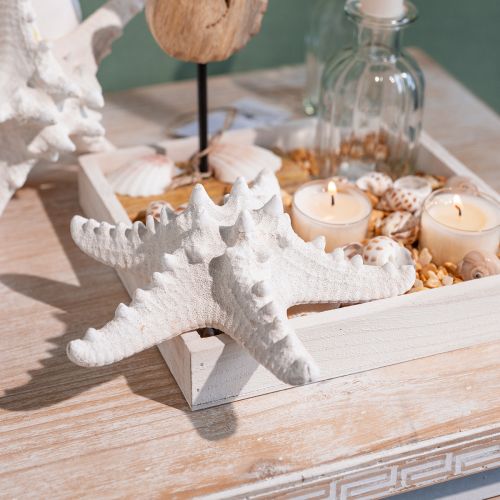 Prodotto Decorazione stella marina grande stella marina essiccata bianca tempestata 15-18 cm 10 pezzi