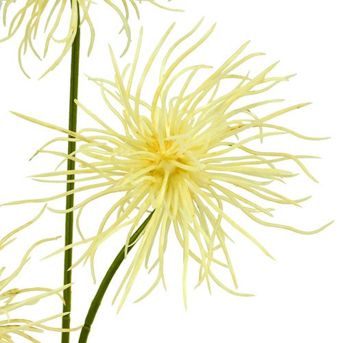 Floristik24 Crema di fiori di seta Xanthium 63cm 4 pezzi