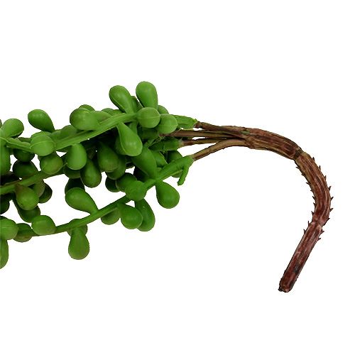 Floristik24 Appendino Senecio 75 cm verde