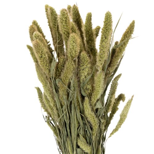 Fiori secchi di miglio setoloso (Setaria) per accessori per la casa rustici ed eleganti, 75 cm, 220 g
