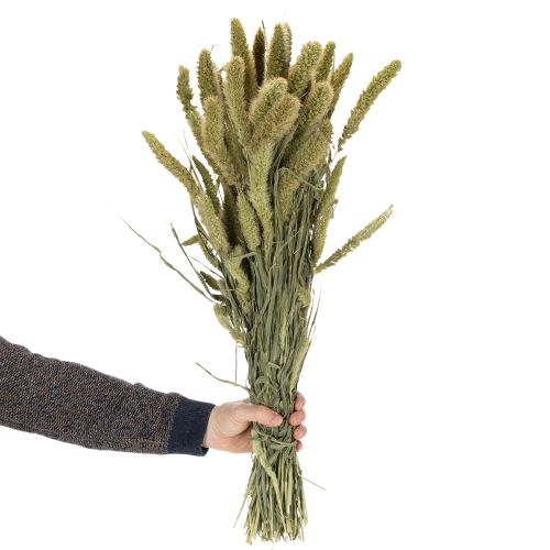 Prodotto Fiori secchi di miglio setoloso (Setaria) per accessori per la casa rustici ed eleganti, 75 cm, 220 g
