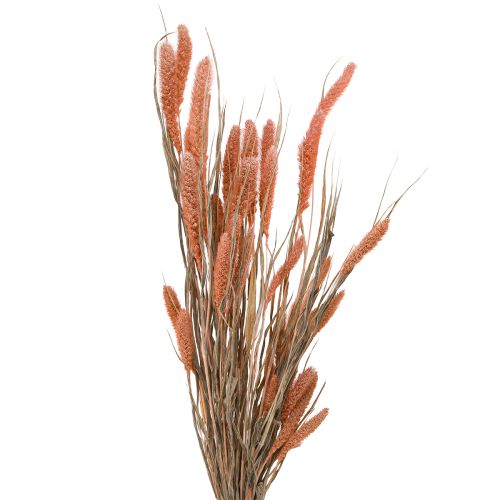 Prodotto Setaria setola miglio decorazione secca salmone 69cm 70-75g x 2pz