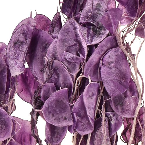 Prodotto Foglia d'argento essiccata Lunaria viola luna viola 65-70cm 20g