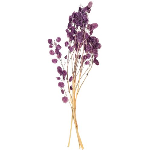 Prodotto Foglia d'argento essiccata Lunaria viola luna viola 65-70cm 20g
