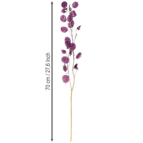 Prodotto Foglia d'argento essiccata Lunaria viola luna viola 65-70cm 20g