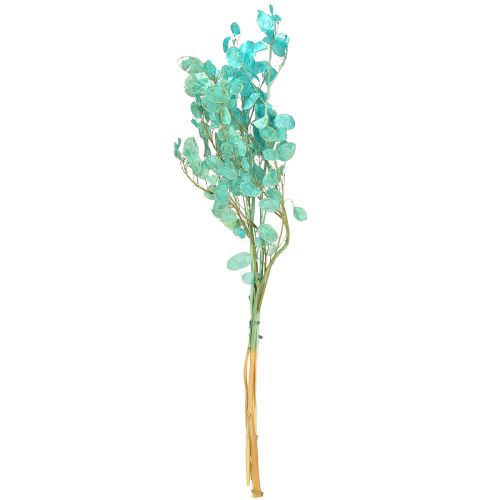 Prodotto Foglia d'argento essiccata Lunaria azzurro chiaro 65-70cm 20g