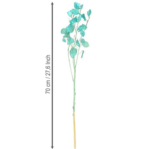 Prodotto Foglia d'argento essiccata Lunaria azzurro chiaro 65-70cm 20g