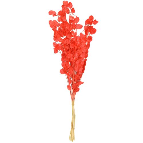 Prodotto Foglia d&#39;argento essiccata Lunaria rossa 65-70cm 20g