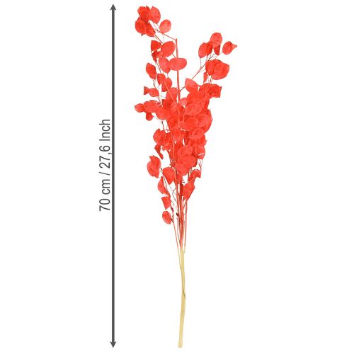 Prodotto Foglia d&#39;argento essiccata Lunaria rossa 65-70cm 20g