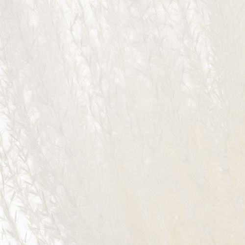 Prodotto Fiori secchi, erba argentata. Elegante decorazione naturale per la casa e l'ufficio. 70 cm, 10 pezzi.