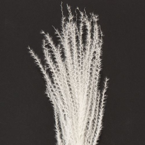 Prodotto Fiori secchi, erba argentata. Elegante decorazione naturale per la casa e l'ufficio. 70 cm, 10 pezzi.