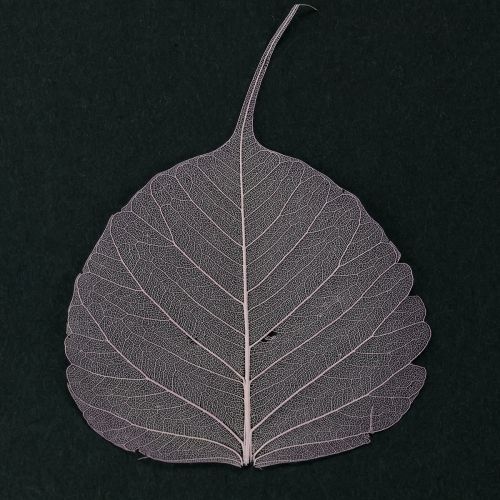 Prodotto Foglie scheletriche Foglie di Bodhi scheletrizzate viola 5-15 cm 200 pezzi