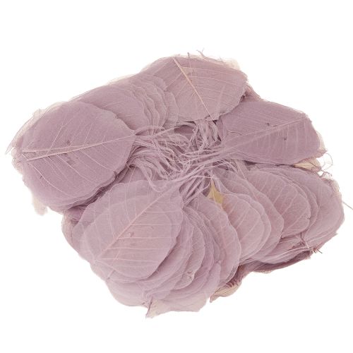 Prodotto Foglie scheletriche Foglie di Bodhi scheletrizzate viola 5-15 cm 200 pezzi