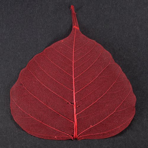 Prodotto Foglie scheletriche Foglie di Bodhi scheletrizzate rosse 5-15 cm 200 pezzi