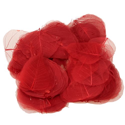 Prodotto Foglie scheletriche Foglie di Bodhi scheletrizzate rosse 5-15 cm 200 pezzi